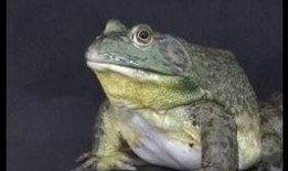 牛蛙饲养爆料视频教程全集,揭秘视频教程全集精华